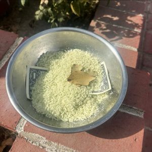 Money Rice